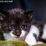 Gerardo Becker Profile Picture