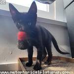 Twila Crooks Profile Picture