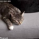 Melisa Torp Profile Picture