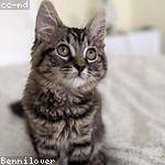 Mattie Stehr Profile Picture