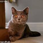 Cecil Streich Profile Picture