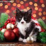 Eulalia Williamson Profile Picture