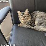 Flavie Cummerata Profile Picture