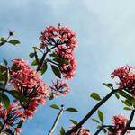 Emmy Weber Profile Picture