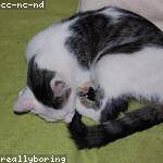 Tyrique Simonis Profile Picture