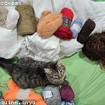 Aurore Kuvalis Profile Picture