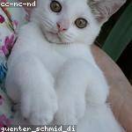 Alexandre Skiles Profile Picture