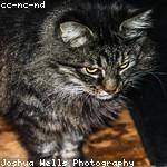 Jermain Collier Profile Picture