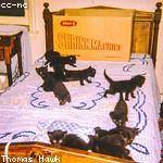 Issac Wisozk Profile Picture