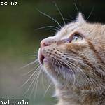 Nasir Kiehn Profile Picture