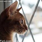 Clyde Mitchell Profile Picture