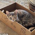 Salma Frami Profile Picture