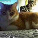 Daniela Frami Profile Picture