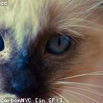 Alanis Sawayn Profile Picture