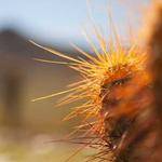 Lessie Medhurst Profile Picture