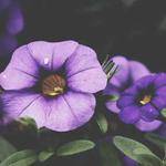Maritza Bins Profile Picture