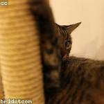Peggie Gottlieb Profile Picture