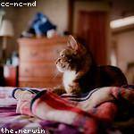 Nina Collier Profile Picture
