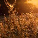 Ara Becker Profile Picture