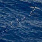 Scarlett Carter Profile Picture