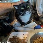 Llewellyn Hand Profile Picture