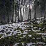 Ahmad Pfeffer Profile Picture
