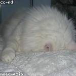 Viviane Murray Profile Picture