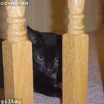 Odie Bartell Profile Picture