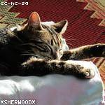 Nella Nitzsche Profile Picture