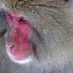 Montana Borer Profile Picture