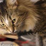 Leopoldo Stroman Profile Picture