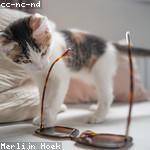 Hassan Bayer Profile Picture