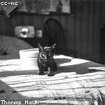 Milan Raynor Profile Picture