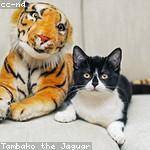 Godfrey Shanahan Profile Picture