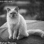 Berniece Koelpin Profile Picture