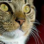 Marjolaine Hammes Profile Picture