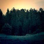 Dessie Bailey Profile Picture