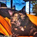 Kade Stehr Profile Picture
