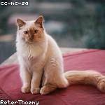 Ottilie Strosin Profile Picture