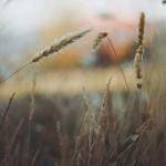 Denis Schinner Profile Picture