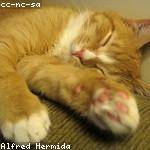 Alysson Kirlin Profile Picture