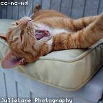 Dixie Greenfelder Profile Picture