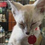 Nyah Eichmann Profile Picture