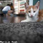 Kitty Collier Profile Picture