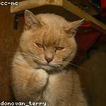 Donna Corwin Profile Picture