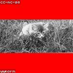 Talon Pouros Profile Picture