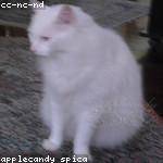 Edwin Hackett Profile Picture