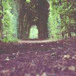 Ferne Dibbert Profile Picture