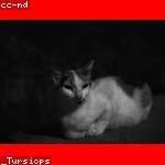 Lorenza Dickinson Profile Picture