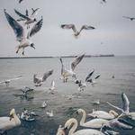 Alice Murazik Profile Picture